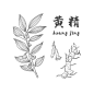 黄精装饰画  - 源文件下载【酷图网】手绘,黑白,中药,黄精,装饰画,