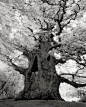 千年古树摄影作品，淡看时光飞逝，云卷云舒。|摄：Beth Moon