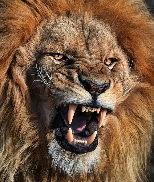 Male lion that wants...