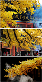 秋叶比春花更灿烂——京城银杏地图（二）