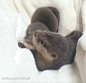 小水獭宝宝，好Q~ #GIF#