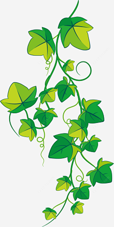 com 垂直 绿色 葡萄 藤蔓 卡通
