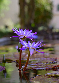 烟雨兰花采集到荷花（莲花）