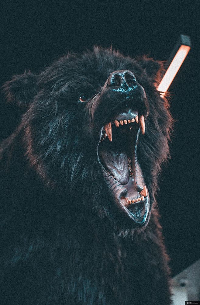 动物 熊 咆哮 野生 性质 野生动物 动物摄影图片图片壁纸