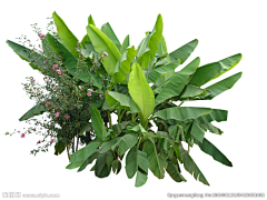 铁锅炖小羊采集到植物【素材】