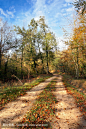 路径在森林里
Path in the forest