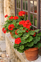 全部尺寸 | Windowsill Geraniums | Flickr - 相片分享！