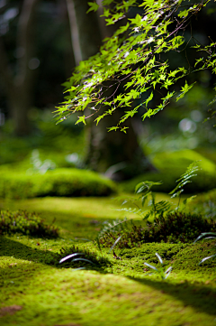 白活了吗采集到背景——花草植物