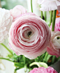 Ranunculus asiaticus 花毛茛