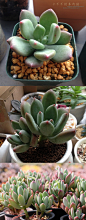 【青星美人】Pachyphytum 'Dr. Cornelius' 景天科/厚叶草属
浇水是干透才浇透，不干不浇水。
春秋生长季节土干燥后再浇水， 夏天要减少浇水，保持通风， 并且避免暴晒。 冬季放在室内向阳处。
#青星美人# #多肉植物# ≖‿≖✧8号抹茶-收集