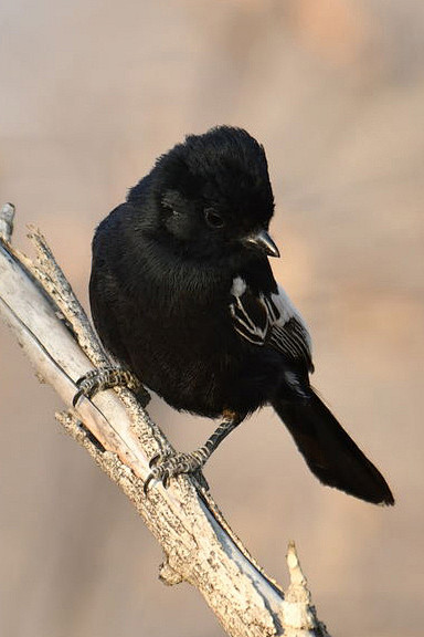 雀形目山雀科黑山雀属卡氏山雀