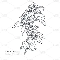 手绘矢量茉莉花插图.花环。白底植物区系植物区系植物区系卡片