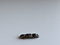 Animations gif