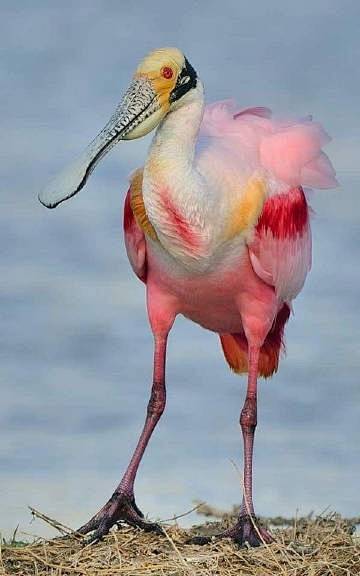 玫瑰琵鹭又名玫瑰红琵鹭或粉红琵鹭是一种琵鹭它们有时被分类到单型的