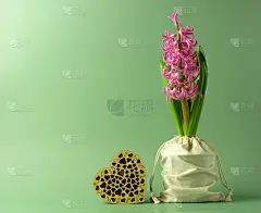 美丽的粉红色风信子与木心在绿色的背景。