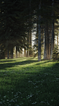 FOREST//Cabins : Personal project. Experimenting with forest pack and VrayEnvironmentFog.