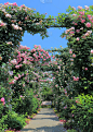 玫瑰花园花卉拱廊