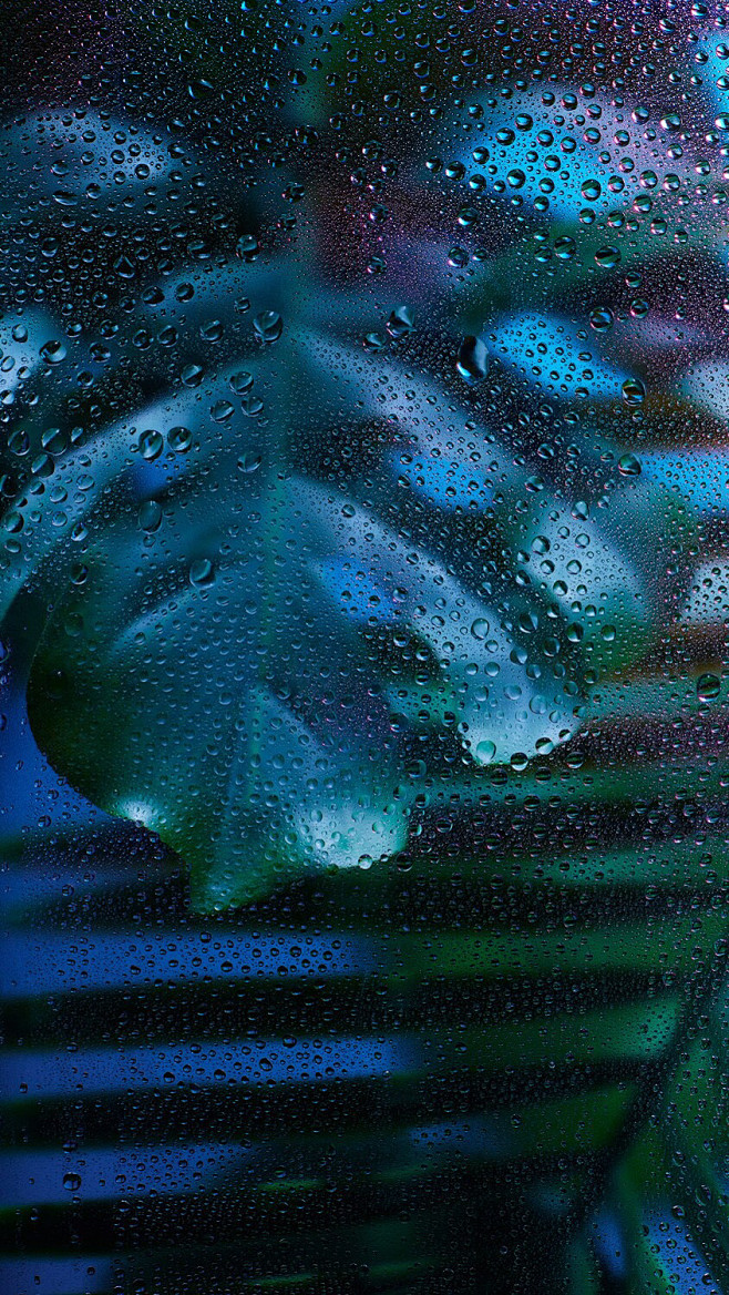 法国摄影作品——雨林