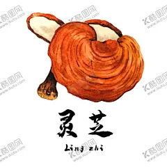 草本植物灵芝 【酷图网】草本植物,草本,药草,草药插画,灵芝,人参,独特,药材插画,槲寄生草药,中草药手绘,车叶草手绘,车叶草,中草药,药材,手绘植物,中成药,PNG元素素材