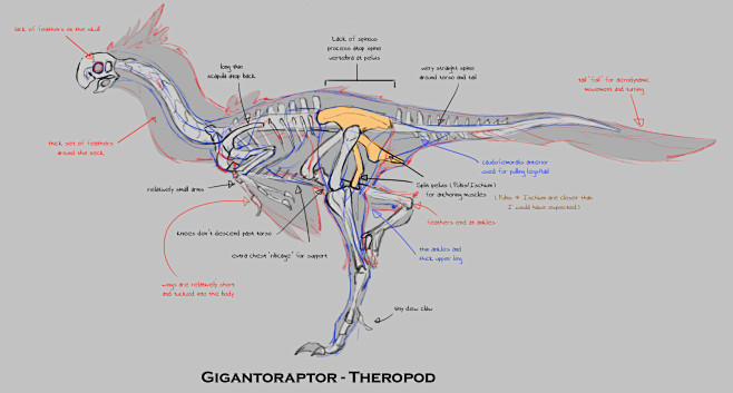 Avian/Theropod Studi...