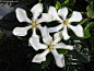 Gardenia vietnamensis