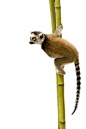 狐猴PNG