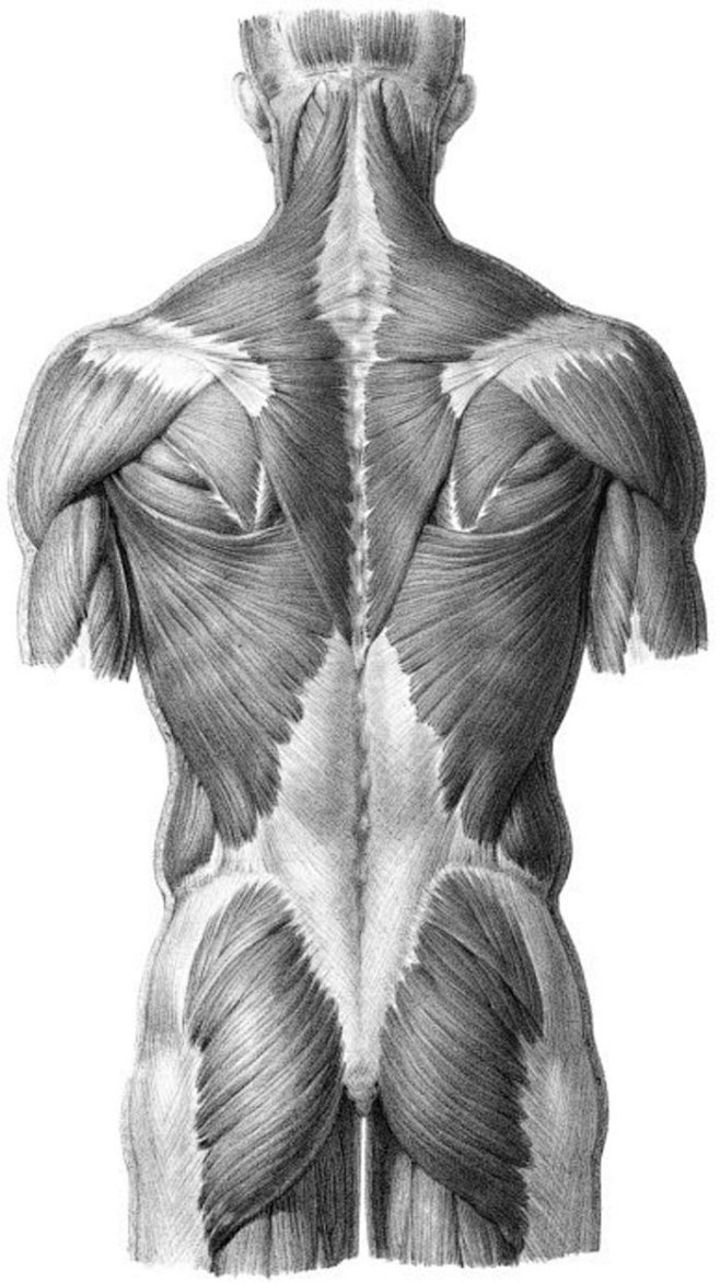 背部肌肉画法图片