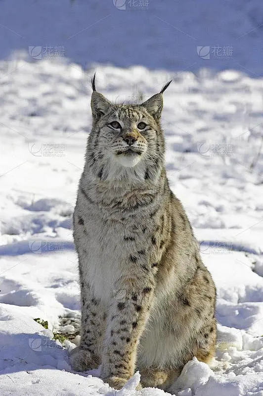 欧洲猞猁或欧亚猞猁，猫科猞猁，成年坐在雪地上素材-花瓣网