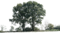 tree 12 png by gd08