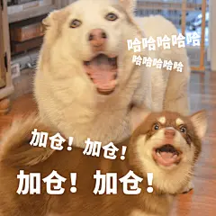 基金理财股票投资狗狗高兴表情包