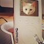#catwang  #avantgarde  #retroipod  #ipod  #cats  #catstagram  #petstagram  #cats_of_instagram  #catmeme  #meme  #meow  #666  #metal  #rage  #rawr  www.anilols.co.uk for more funny animals #cats
