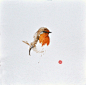 水彩画家 Karl Mårtens 画的鸟，灵动写意又细致入围。