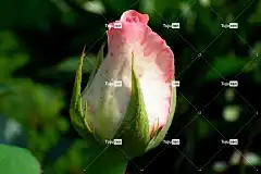 玫瑰 花 沥青 粉色的 浪漫的 植物 花壁纸 美容 花卉背景