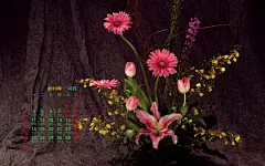 高清2010年10月花卉宽月历壁纸桌面壁纸4
