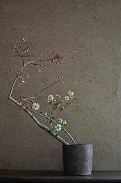 com采集果脆酥采集到禅意插花茶艺与精美的插花结合,利用家里的东西