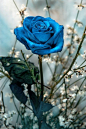 the rarest of all roses are blue