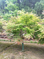 日本红枫：地径(0.3m径):5.0厘米