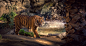 Tiger wild cat rocks water waterfall wallpaper | 2800x1510 | 219415 | WallpaperUP