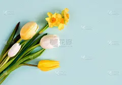 蓝色背景上的黄色郁金香。平躺，俯视图。节日概念、生日、复活节、3月8日