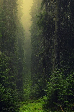 张三山采集到森林*一个人的世界