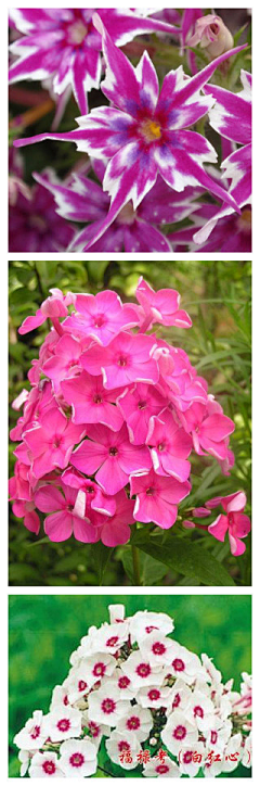 俞杭的珏芮采集到园艺
