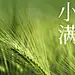 小满节气祝福实景排版手机海报