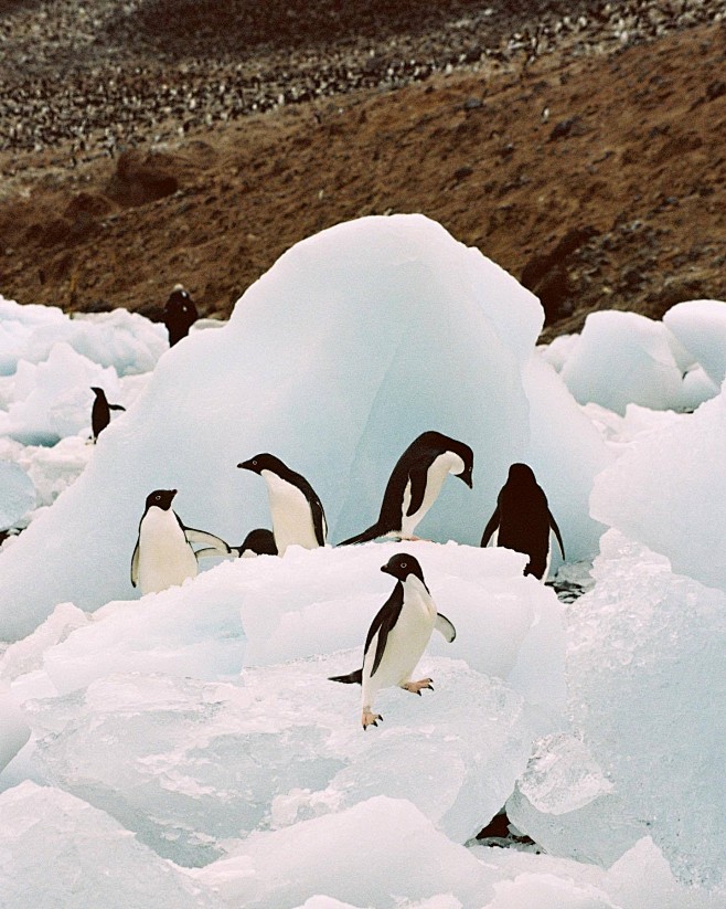 南极企鹅 PIA RIVEROLA 
