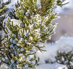 冬天的杜松浆果枝。东部红雪松。Juniperus virginiana。