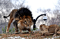 22张大型猫科动物的摄影照片