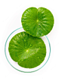 close-up-centella-asiatica-leaves-with-rain-drop-petri-dish-isolated-white-background-top-view_35641-4306.jpg (740×987)