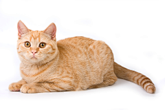 追寻太阳的猫采集到动物