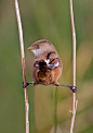 Photograph Bearded Tit by Lea Roberts on 500px