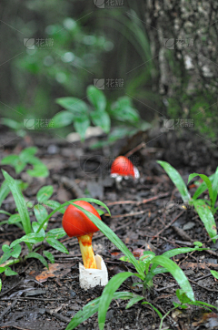 薇薇ya采集到植物，蔬菜