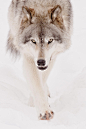Maxime Riendeau在 500px 上的照片Gray wolf